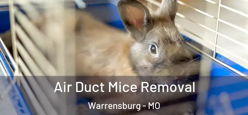 Air Duct Mice Removal Warrensburg - MO
