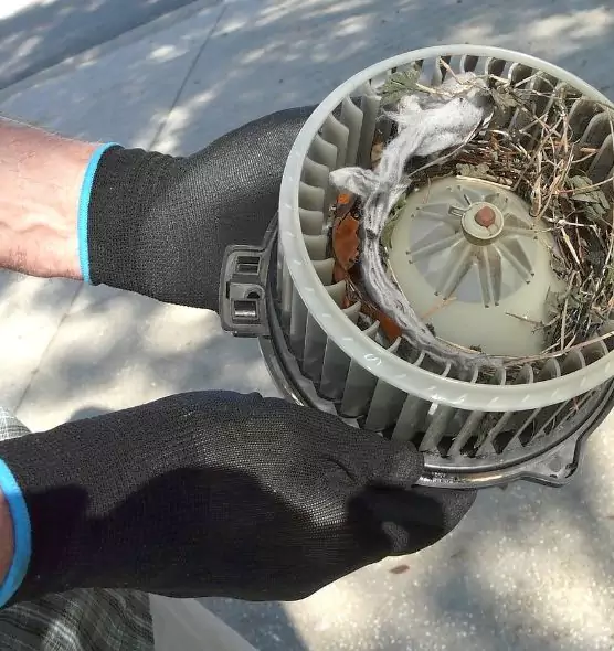 About Air Duct Mice Removal in Warrensburg, MO